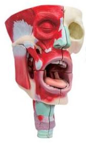 鼻、口、咽喉腔分解模型